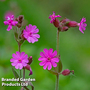 Red Campion - Kew Wildflower Seeds