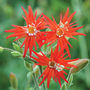 Silene laciniata 'Starburst' - Seeds