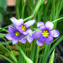 Sisyrinchium bellum