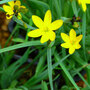 Sisyrinchium californicum 'Brachypus'