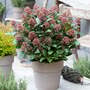 Skimmia japonica 'Delight'