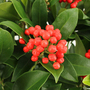 Skimmia japonica 'Desire'