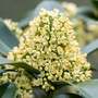 Skimmia japonica 'Illusion'