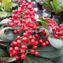 Skimmia japonica 'Lipstick'