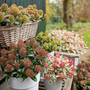 Skimmia japonica 'Marlot'
