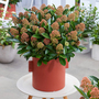 Skimmia japonica 'Miracle'