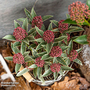 Skimmia japonica 'Mystic Marlot'