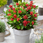 Skimmia japonica 'Obsession'