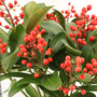 Skimmia japonica 'Passion'