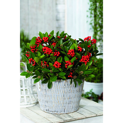 Skimmia japonica 'Temptation' - Gift