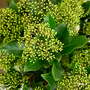 Skimmia japonica 'Thereza'