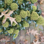 Skimmia japonica 'White Dwarf'