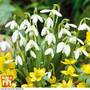Snowdrop (Single-flowered)