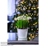 Single Snowdrops - Gift