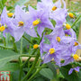 Solanum crispum 'Glasnevin'