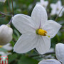 Solanum laxum 'Album'