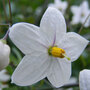 Solanum jasminoides 'Album'