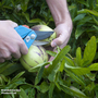 Solanum muricatum (Melon Pear Plant)