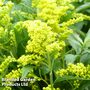 Solidago canadensis 'Cloth of Gold'