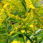 Solidago 'Yellow Stone'