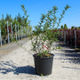 Sophora microphylla 'Sun King'