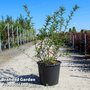 Sophora microphylla 'Sun King'