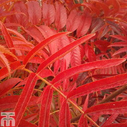 Sorbus ulleungensis 'Olympic Flame'