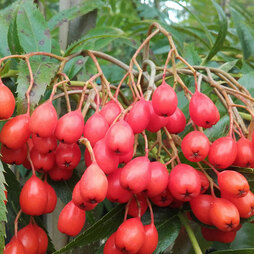 Sorbus ulleungensis 'Olympic Flame'