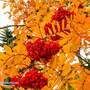 Sorbus aucuparia 'Sheerwater Seedling' (Mature Tree)