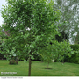 Sorbus aria 'Lutescens' (Mature Tree)