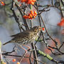 Rowan (Mature Tree)