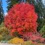 Sorbus ulleungensis 'Dodong' (Mature Tree)