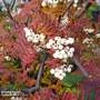 Sorbus hupehensis (Mature Tree)