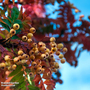 Sorbus 'Joseph Rock' (Mature Tree)