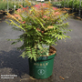Sorbaria sorbifolia 'Pink Hopi'