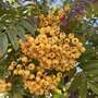 Sorbus 'Sunshine' (Mature Tree)