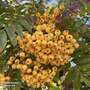 Sorbus 'Sunshine' (Mature Tree)