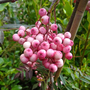 Sorbus vilmorinii