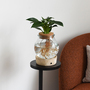 Spathiphyllum 'Diamond' in Glass with Light Up Base