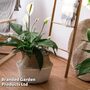 Spathiphyllum 'Sweet Silvio Air So Pure'