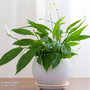 Peace Lily