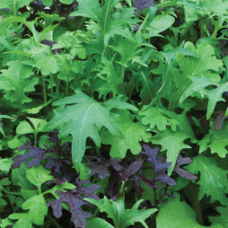 Salad Leaves 'Speedy' - Start-A-Garden? Seed Range