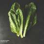 Spinach 'Perpetual' (Spinach Beet) - Seeds