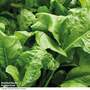 Spinach 'Perpetual' - Start-A-Garden? Seed Range