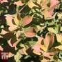 Spiraea betulifolia 'Tor Gold'