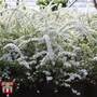 Spiraea x cinerea 'Grefsheim'