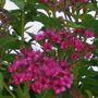 Spiraea japonica 'Anthony Waterer' (Hedging)