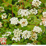 Spiraea x vanhouttei