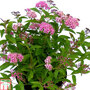 Spiraea japonica 'Genpei'
