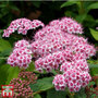 Spiraea 'Sparkling Champagne'